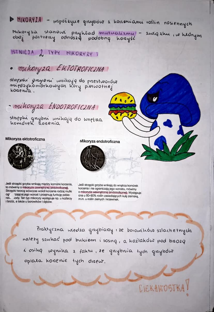 M
Je:
to
Str
og
ar
GRZYBY tungin
1) podaje podstawowe cechy grzybów odróżniające je od innych or-
ganizmów;
1
2) wymienia cechy grzybów, któ