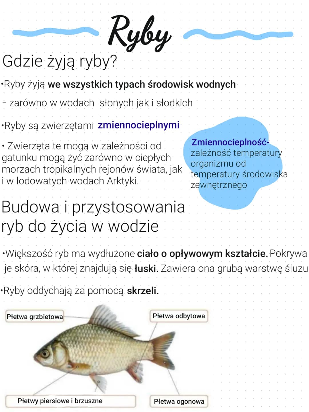 Gdzie żyją ryby?
•Ryby żyją we wszystkich typach środowisk wodnych
- zarówno w wodach słonych jak i słodkich
Ryby
•Ryby są zwierzętami zmien