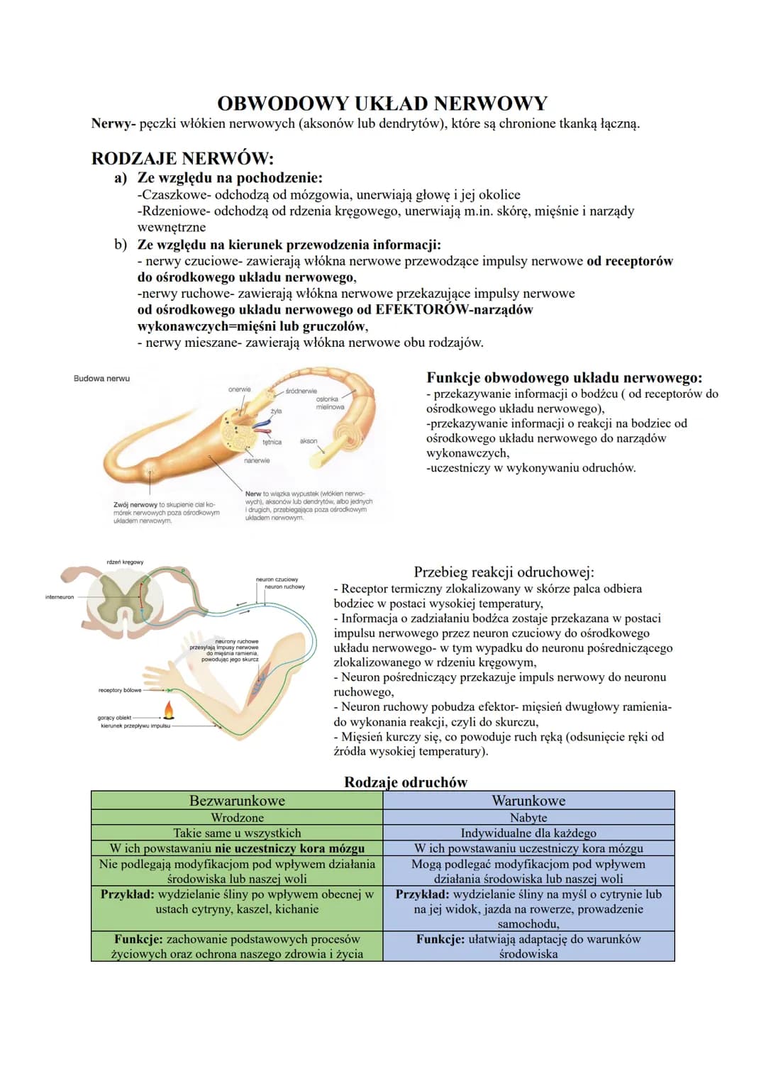 interneuron
OBWODOWY UKŁAD NERWOWY
Nerwy- pęczki włókien nerwowych (aksonów lub dendrytów), które są chronione tkanką łączną.
RODZAJE NERWÓW