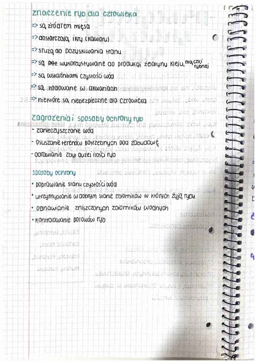 -perbeglad i
znaczenie
ayb-
from why wineysogal ou pasters
WSHUTORISE
Minh on snowth JUDICALE SUC DETE
Różne ksztarty Ciara u ryb S MEANS JE