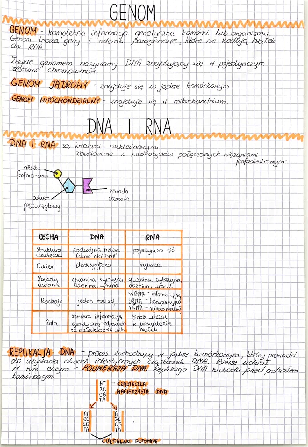 GEN
GENY są podstanowymi jednostkami dziedziczenia.
Rojedynczy GEN to fragment DNA, który zawiera informagę dotyczącą
budawy białka lub cząs