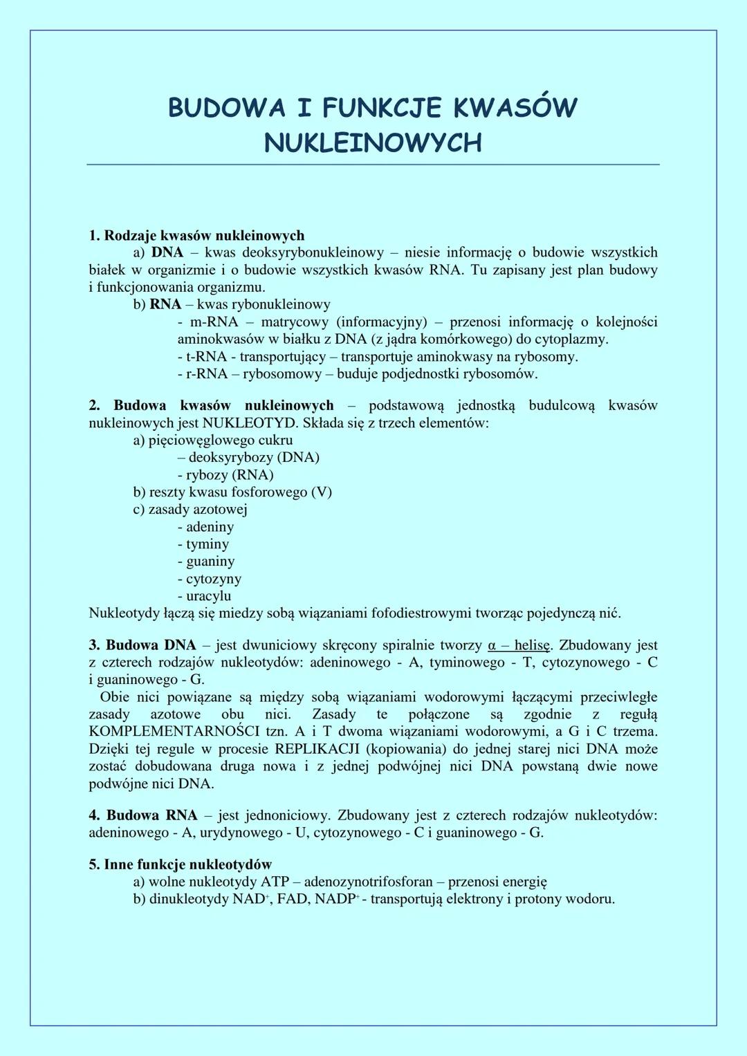 Budowa i funkcje kwasów nukleinowych – pełne informacje