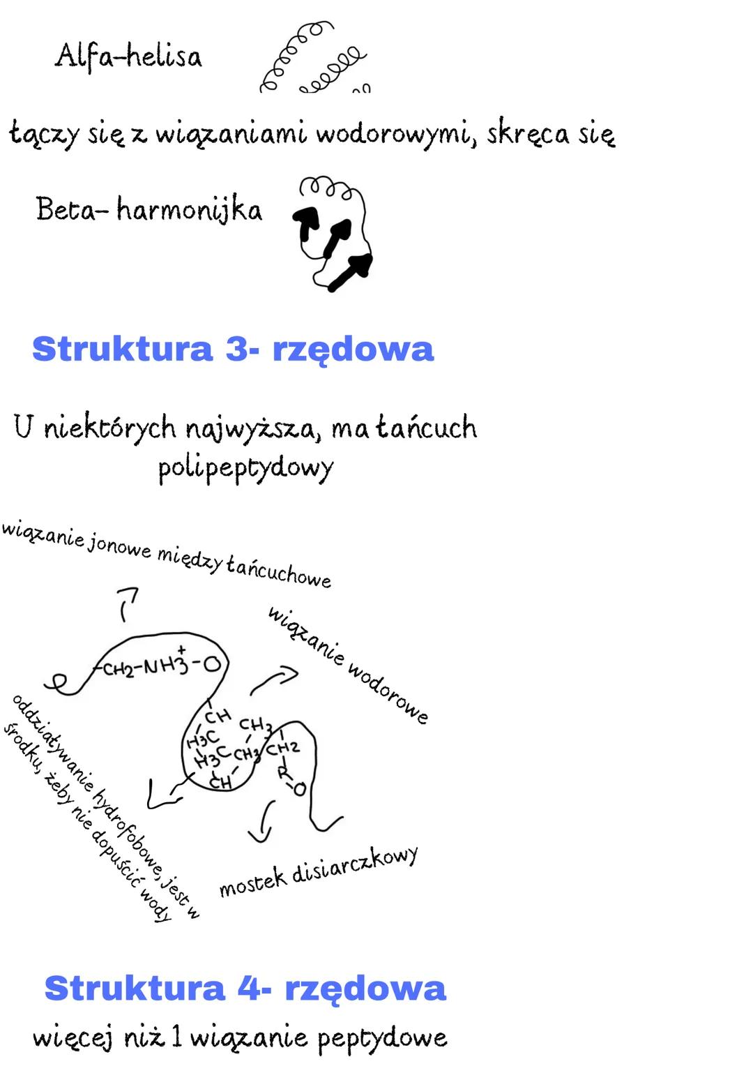 # Aminokwasy

Grupa karboksylowa ma charakter kwasowy, co oznacza, że może oddawać
proton (H+). Grupa aminowa ma charakter zasadowy, co ozna
