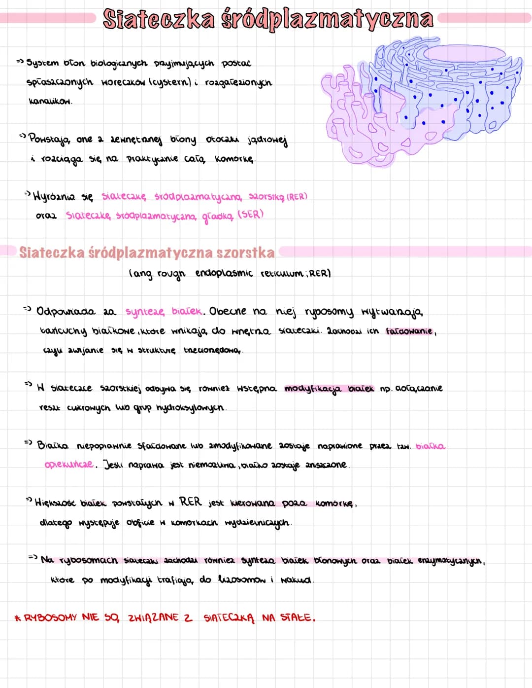 
<p>Siateczka śródplazmatyczna to system struktur biologicznych, które przyjmują postać spłaszczonych woreczków (cystern) i rozgałęzionych k