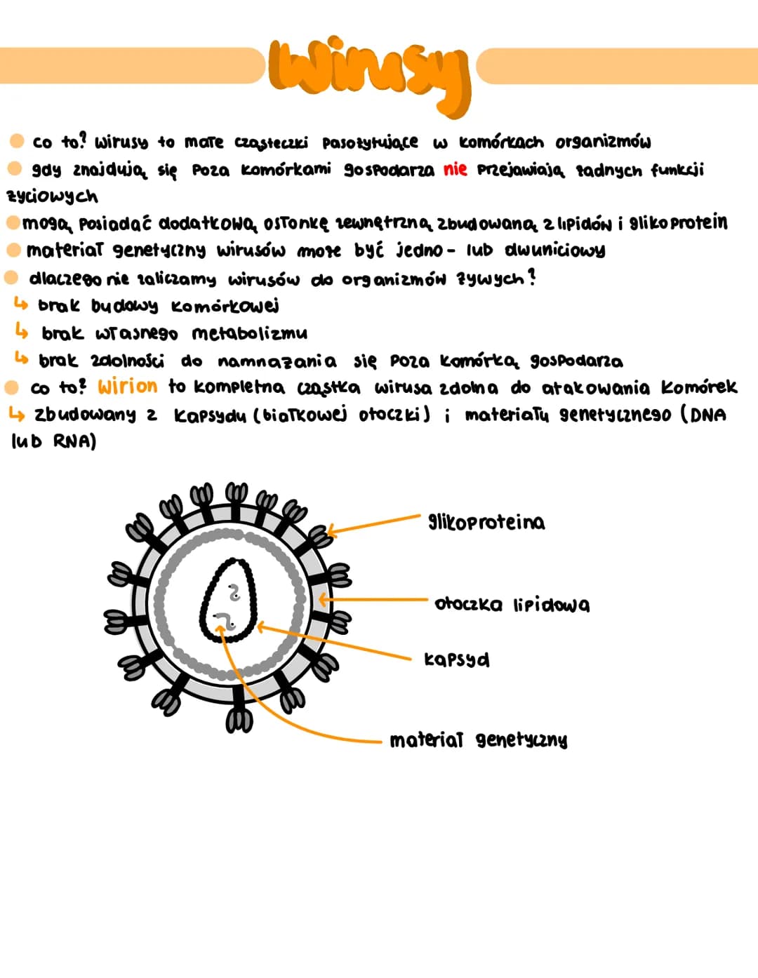 bakterie i NizosY bakterie
to organizmy prokariotyczne
mogą być jednokomórkowe lub tworzące kolonie
nazywane są organizmami wszędobylskimi, 