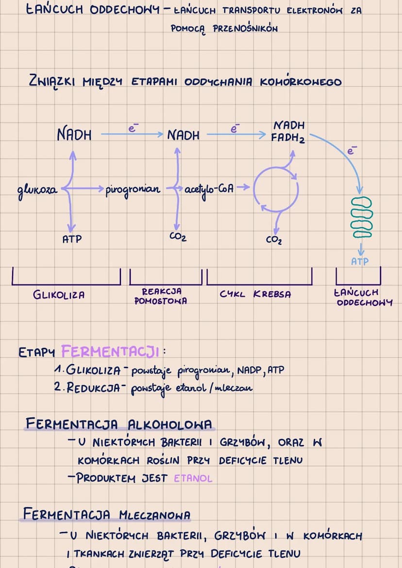 METABOLIZM
-POHTORZENIE DO MATURY 2023-
62.2
ODDYCHANIE KOMÓRKOWE
AEROBY
(TLENOWCE)
•)ZYJĄ TYLKO W
ŚRODOWISKACH
TLENOWYCH
-PROCES KATABOLICZ