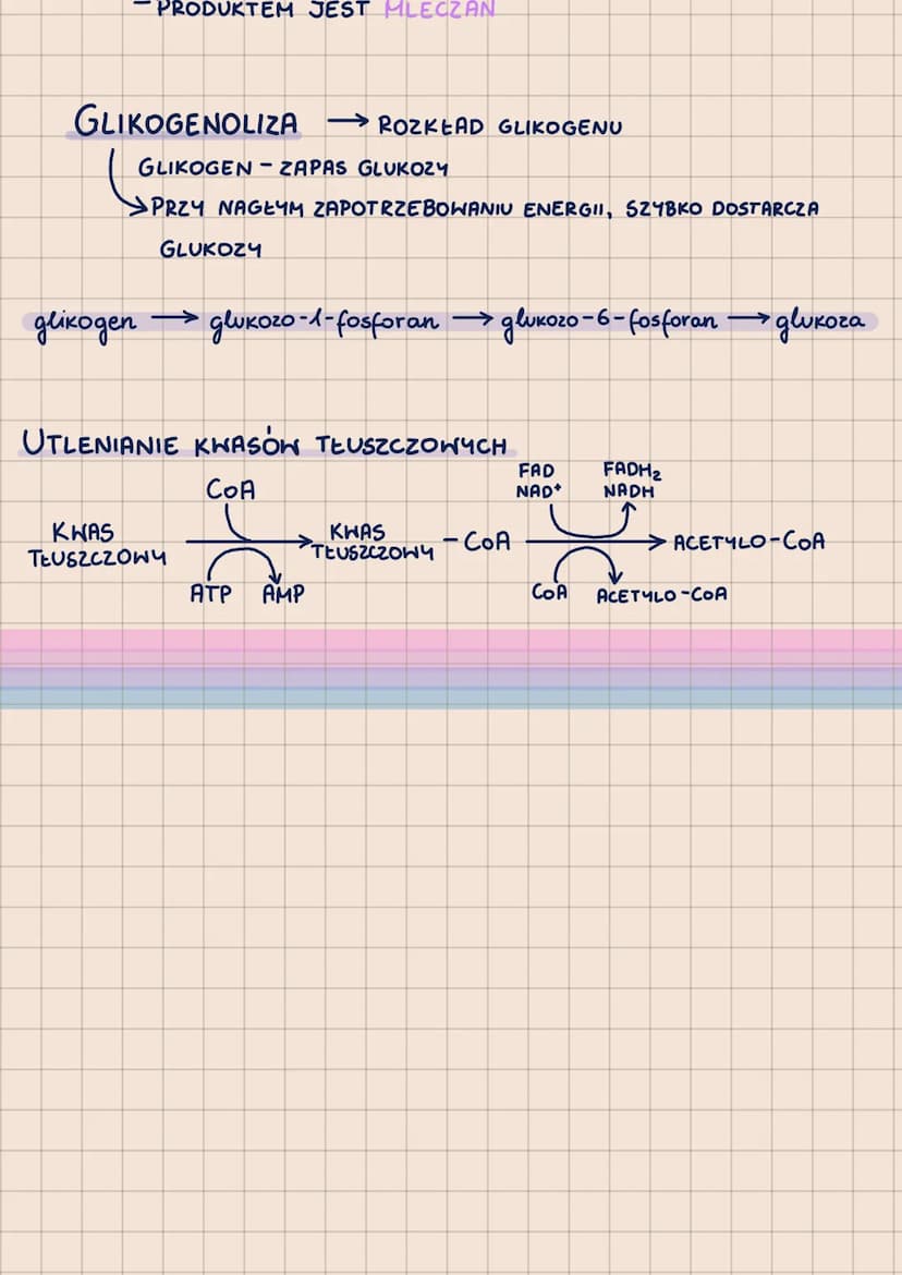 METABOLIZM
-POHTORZENIE DO MATURY 2023-
62.2
ODDYCHANIE KOMÓRKOWE
AEROBY
(TLENOWCE)
•)ZYJĄ TYLKO W
ŚRODOWISKACH
TLENOWYCH
-PROCES KATABOLICZ