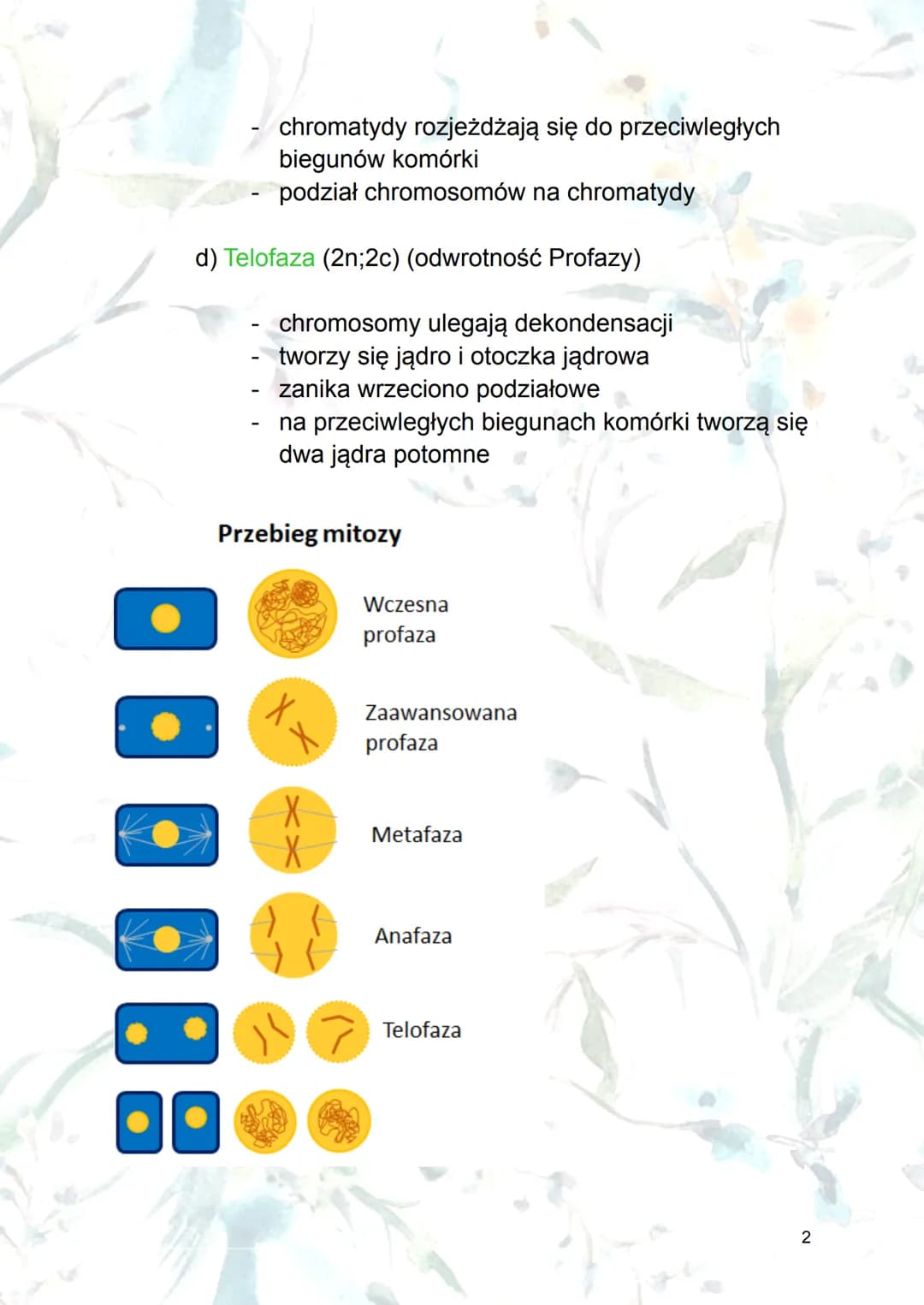 Mitoza
1. Mitoza - podział jądra komórkowego komórki
macierzystej na dwa jądra komórek
potomnych (o takiej samej informacji
genetycznej)
2.F