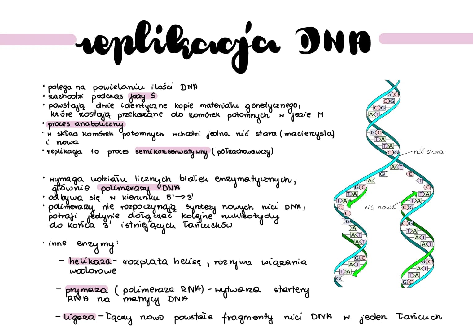 ●
●
●
replikacja DNA
polega na powielaniu ilości DNA
zachoolzi podczas jazy S
• proces anaboliczny
•w skład komórek potomnych wchodzi jedna 