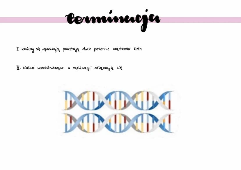 ●
●
●
replikacja DNA
polega na powielaniu ilości DNA
zachoolzi podczas jazy S
• proces anaboliczny
•w skład komórek potomnych wchodzi jedna 