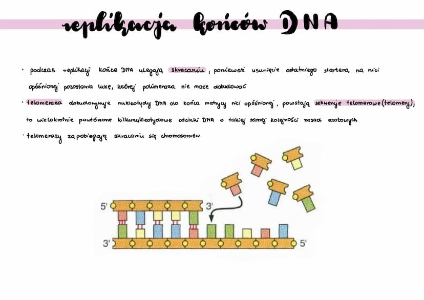 ●
●
●
replikacja DNA
polega na powielaniu ilości DNA
zachoolzi podczas jazy S
• proces anaboliczny
•w skład komórek potomnych wchodzi jedna 