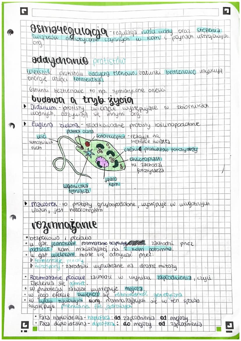 PROTISTY
proste organizmy
eukariotytani
Królestwo protistów jest taksonem parauletycznym, pochodzącym
od wspólnego przodka, kisry jest takze