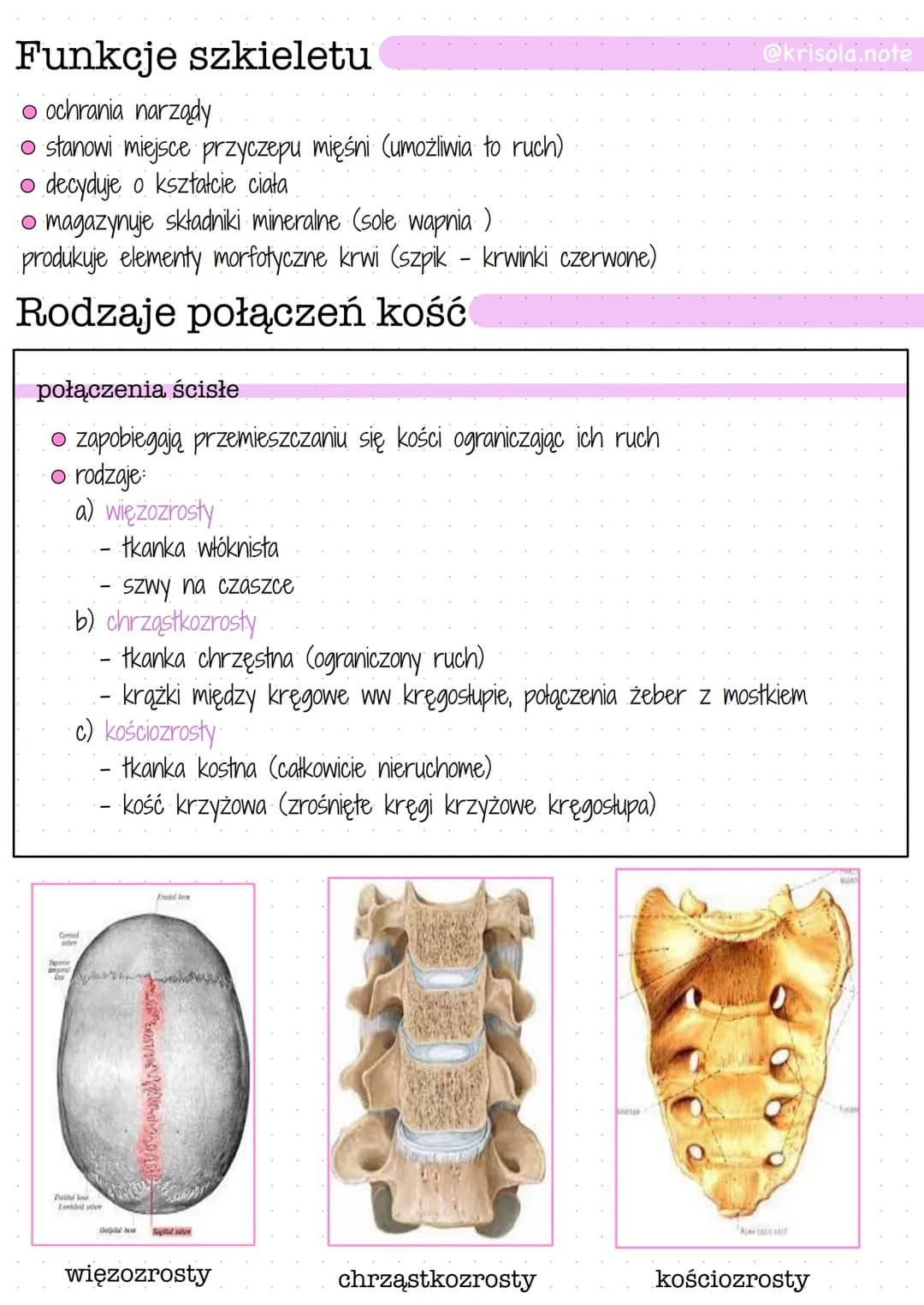 Budowa i funkcje szkieletu człowieka - opis