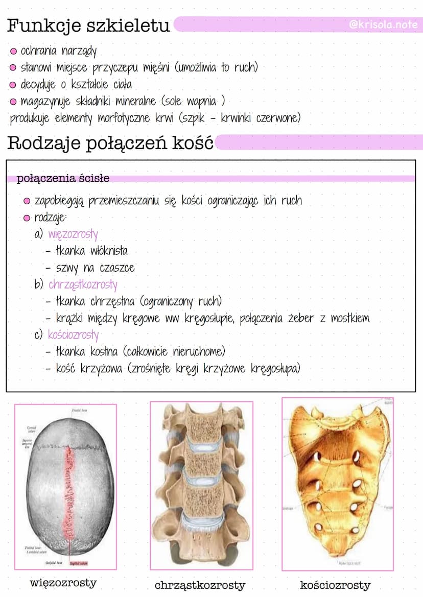 
<p>Szkielet osiowy człowieka składa się z czaszki, mostka, żeber i kręgosłupa, a także z kończyn górnych i dolnych. Szkielet jest podzielon