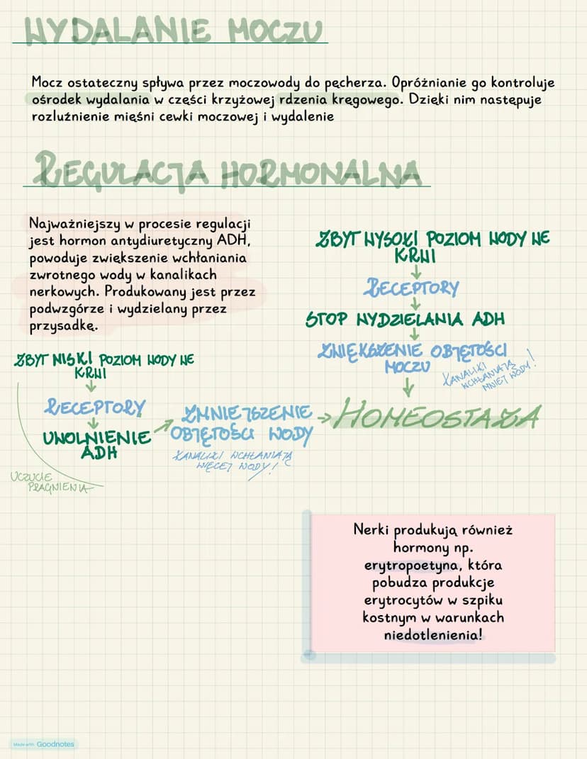 BUDONA I FUNKCHONNANIE UŁŁADU NOCZONEGO
FUNKCJE UKŁADU MOCZONEGO :
✔wydalanie - usuwanie zbędnych produktów przemiany materii
✔ osmoregulacj