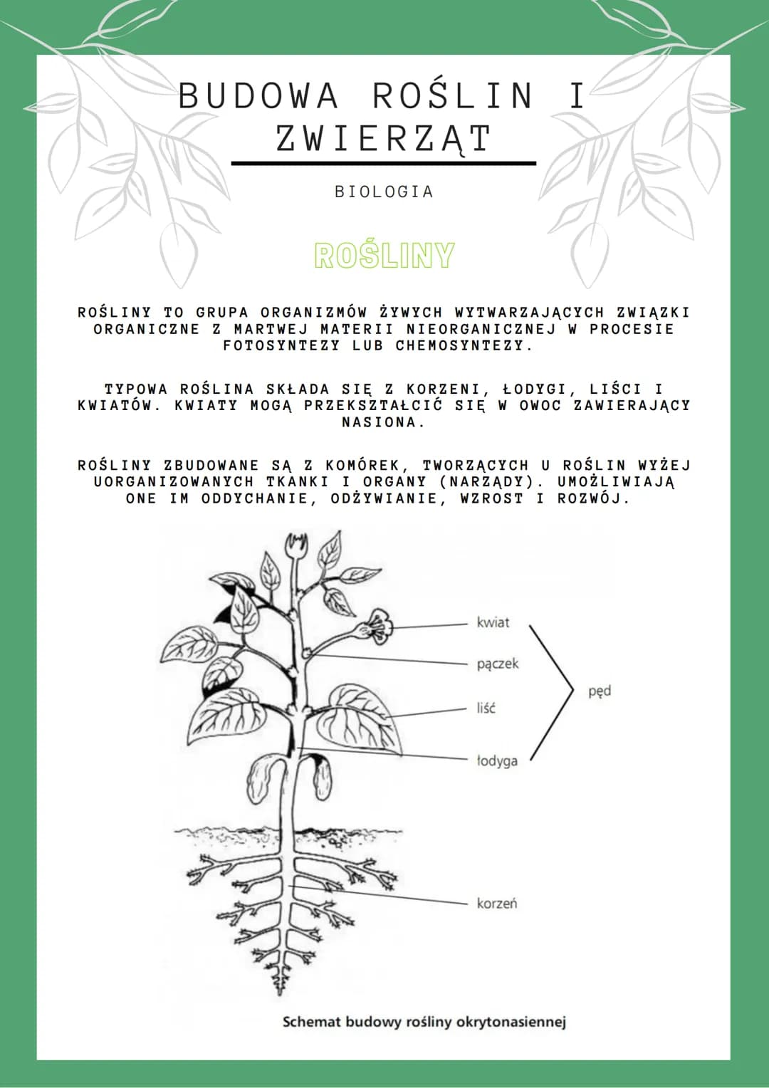 BUDOWA ROŚLIN I
ZWIERZĄT
BIOLOGIA
ROŚLINY
ROŚLINY TO GRUPA ORGANIZMÓW ŻYWYCH WYTWARZAJĄCYCH ZWIĄZKI
ORGANICZNE Z MARTWEJ MA
NIEORGANICZNEJ W