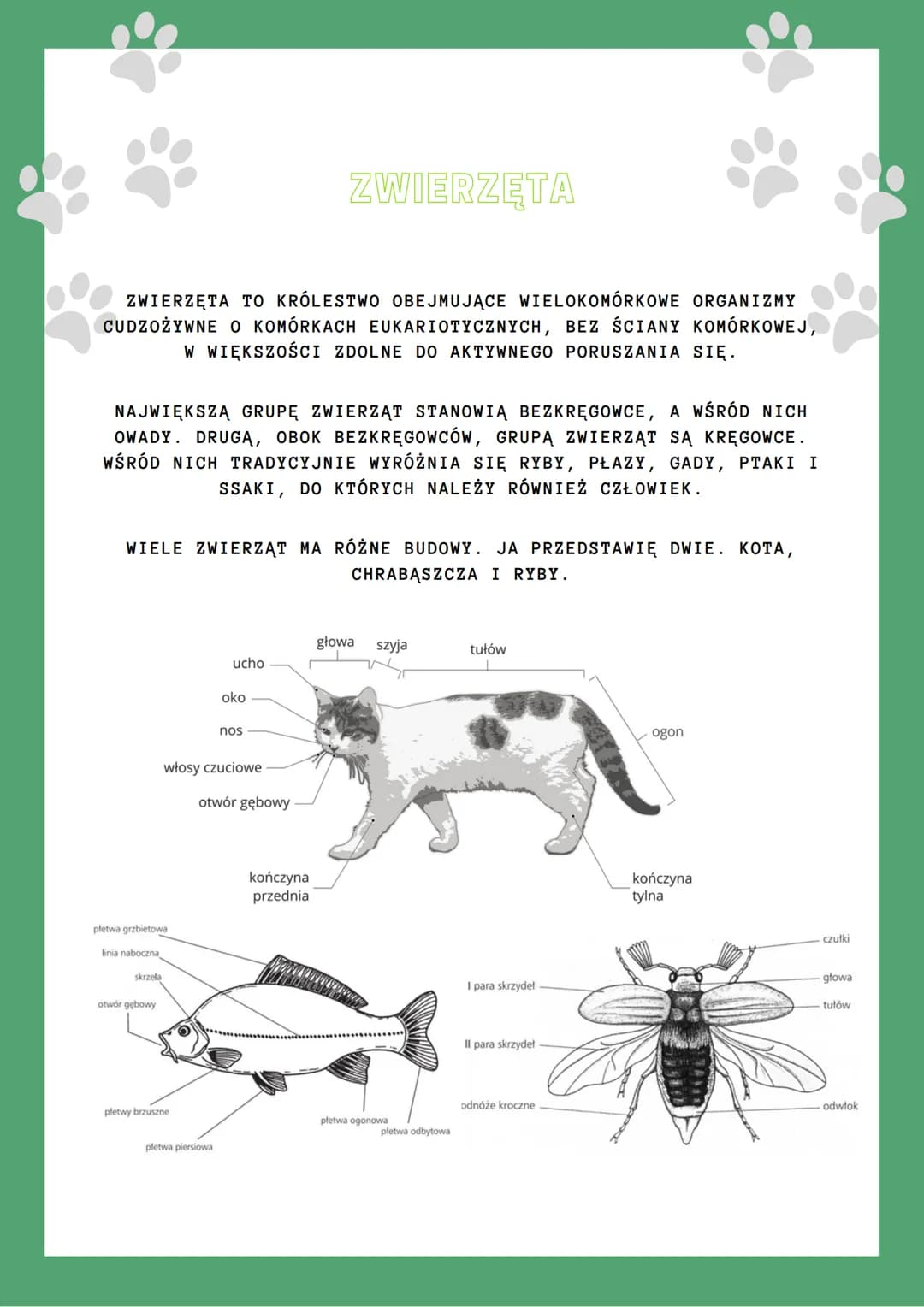 BUDOWA ROŚLIN I
ZWIERZĄT
BIOLOGIA
ROŚLINY
ROŚLINY TO GRUPA ORGANIZMÓW ŻYWYCH WYTWARZAJĄCYCH ZWIĄZKI
ORGANICZNE Z MARTWEJ MA
NIEORGANICZNEJ W