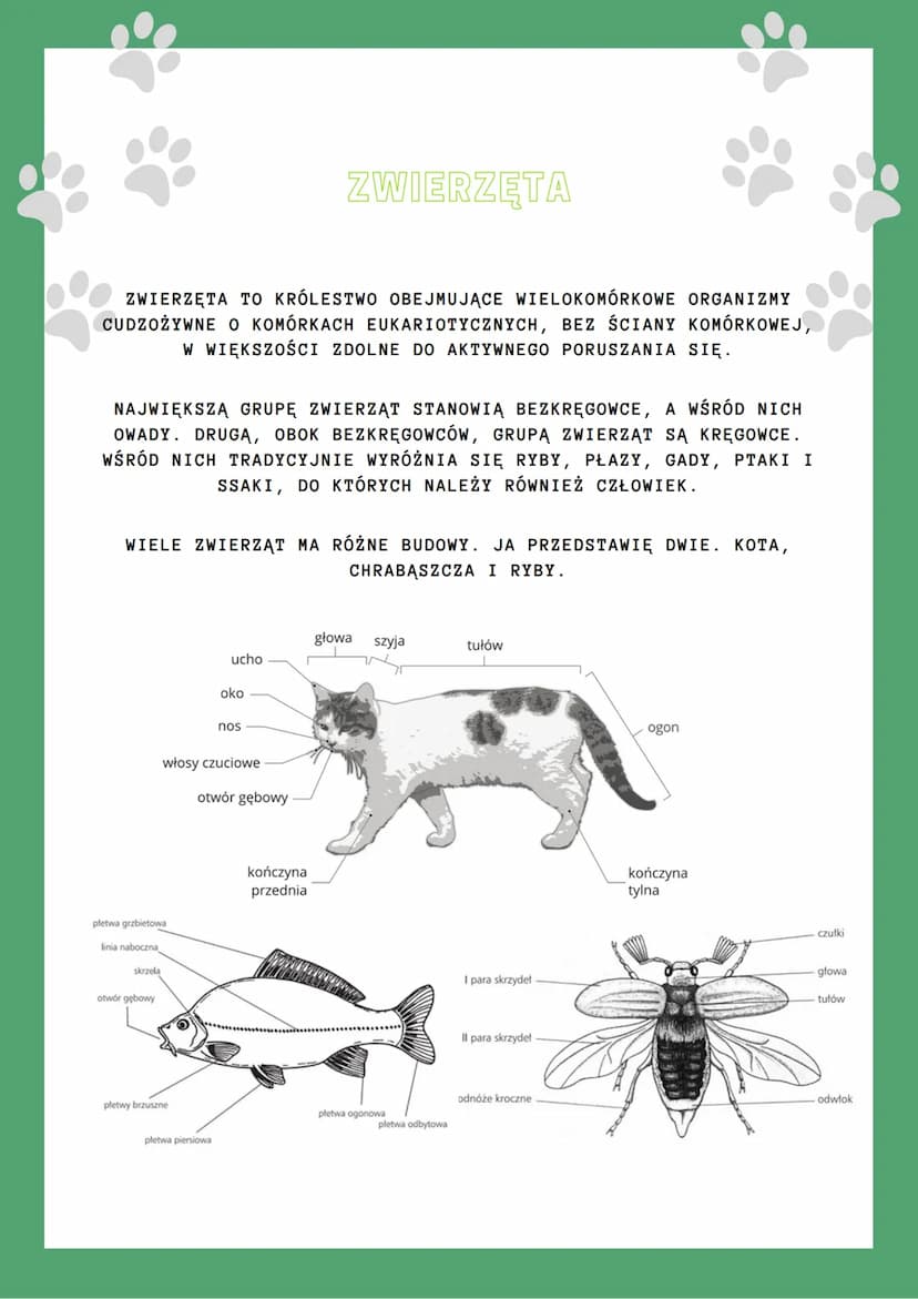 BUDOWA ROŚLIN I
ZWIERZĄT
BIOLOGIA
ROŚLINY
ROŚLINY TO GRUPA ORGANIZMÓW ŻYWYCH WYTWARZAJĄCYCH ZWIĄZKI
ORGANICZNE Z MARTWEJ MA
NIEORGANICZNEJ W