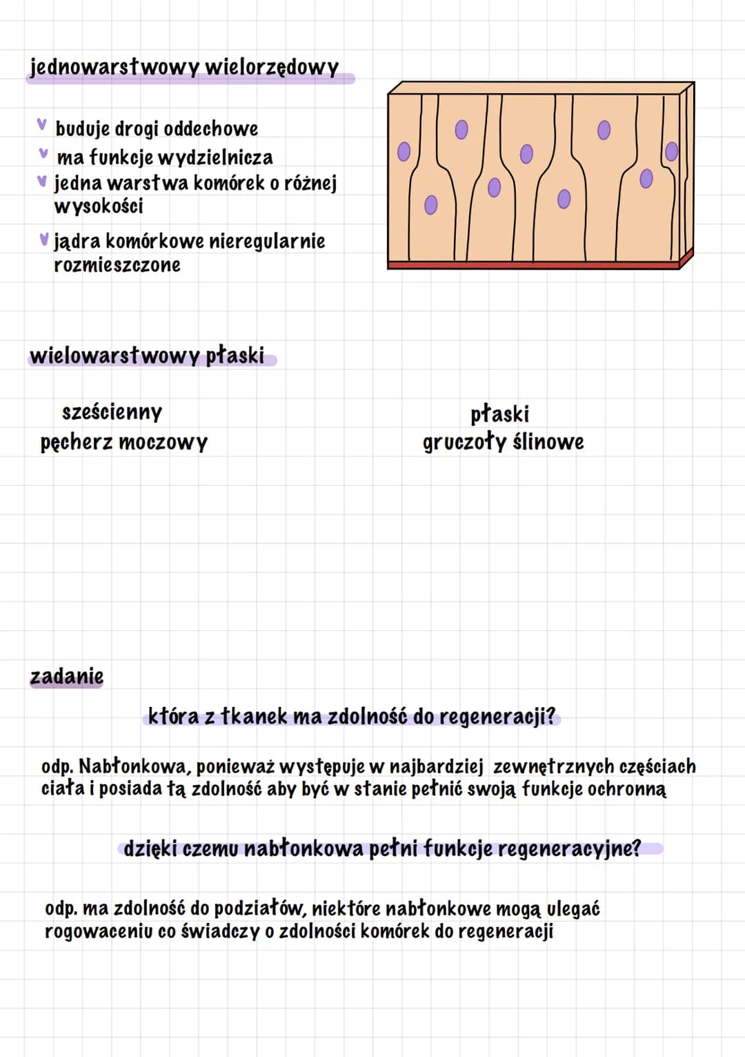 tkanki
nabłonkowa
wielowarstwowa
v płaska
przejściowa
miesniowa
gładka
łączna
płynna
vkrew
limfa
nerwowa
neurony
oporowa
kostna
✓ chrząstna
