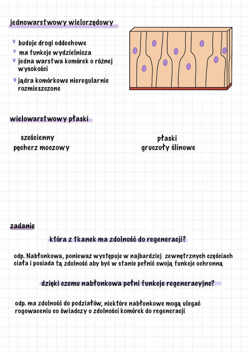 tkanki
nabłonkowa
wielowarstwowa
v płaska
przejściowa
miesniowa
gładka
łączna
płynna
vkrew
limfa
nerwowa
neurony
oporowa
kostna
✓ chrząstna

