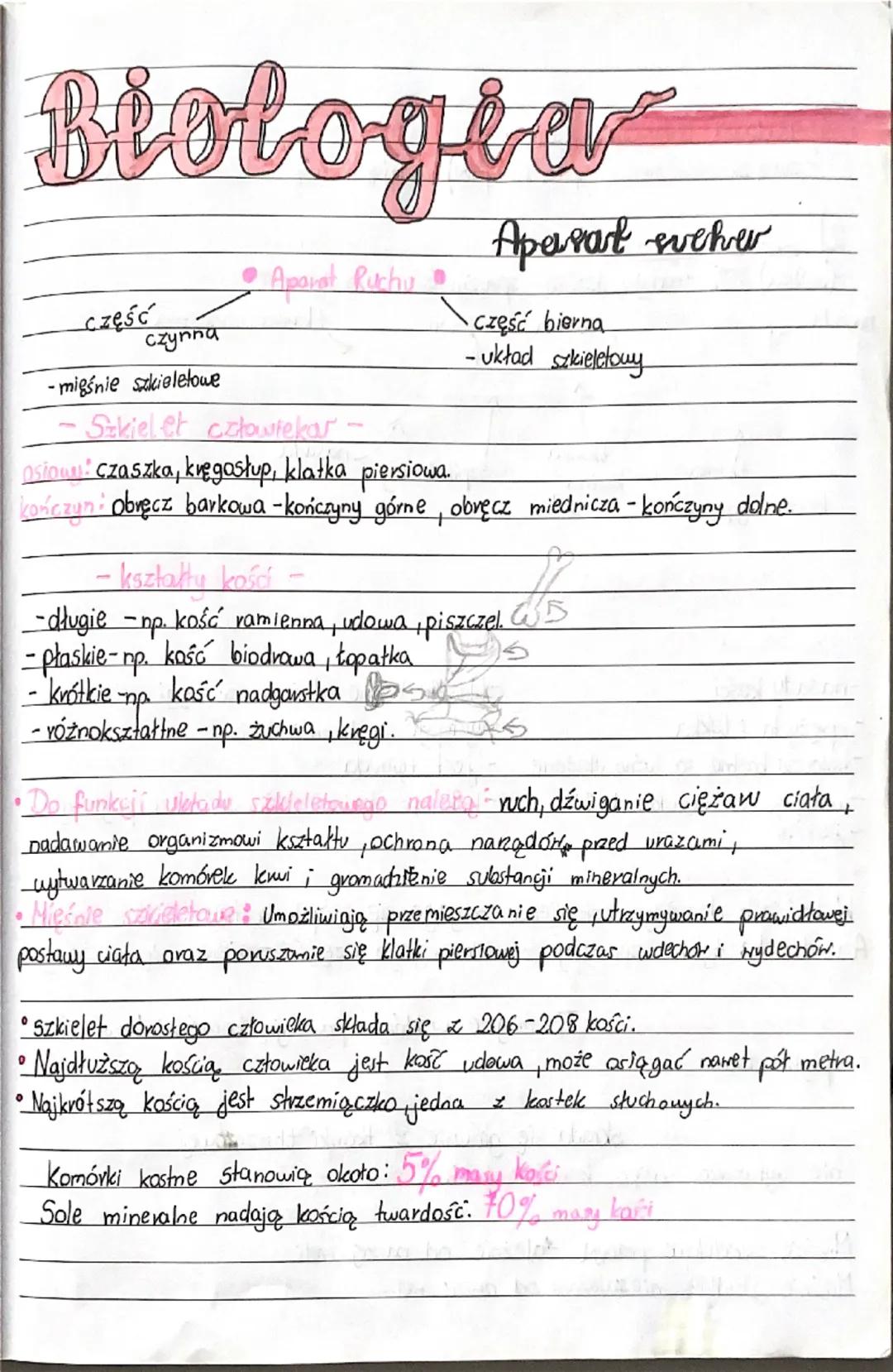 # Biologia

Aparat Ruchu

- część czynna
  - mięśnie szkieletowe

- część bierna
  - układ szkieletowy

- Szkielet człowiekar.

  *   nslowu