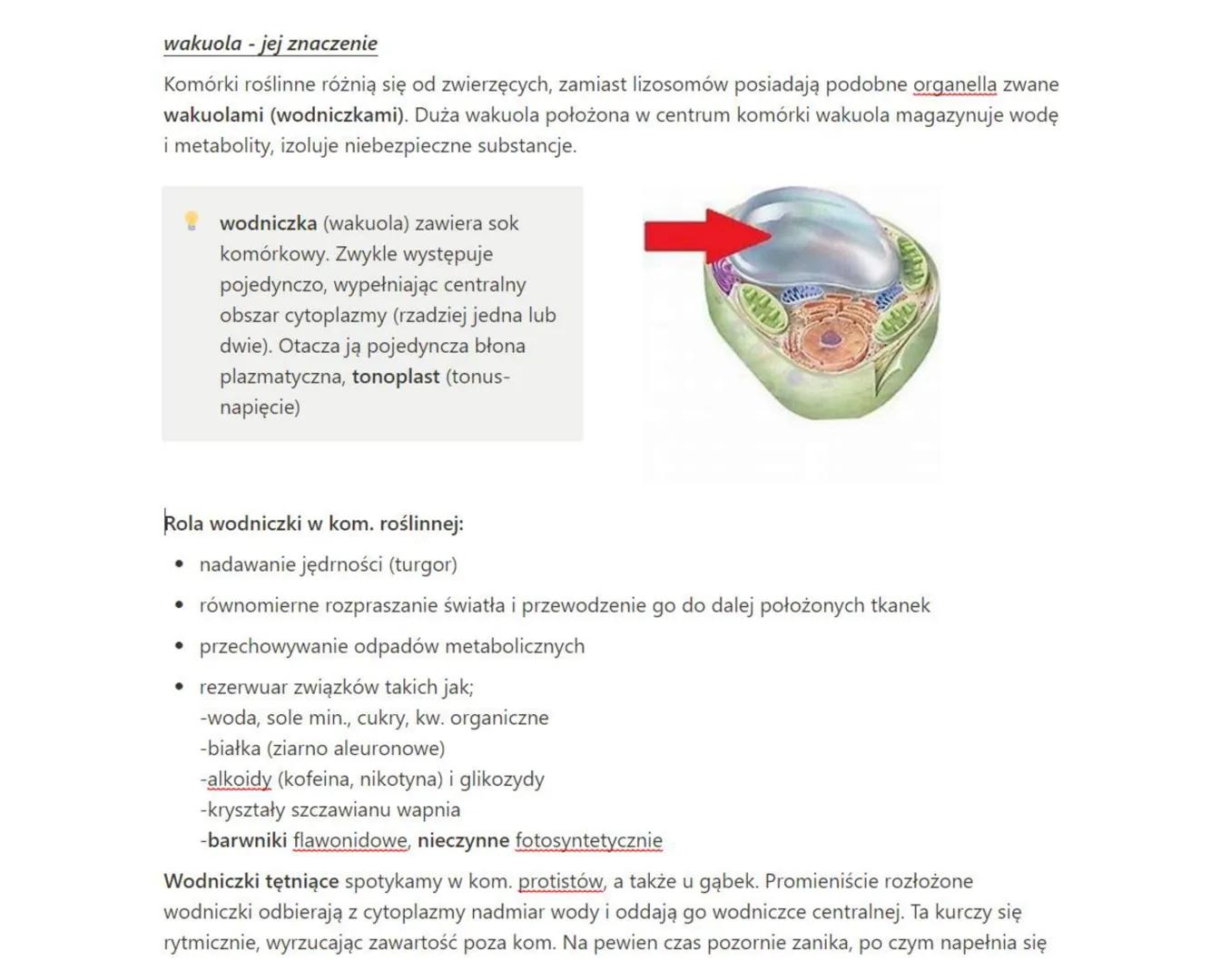 # wakuola - jej znaczenie

Komórki roślinne różnią się od zwierzęcych, zamiast lizosomów posiadają podobne organella zwane
wakuolami (wodnic