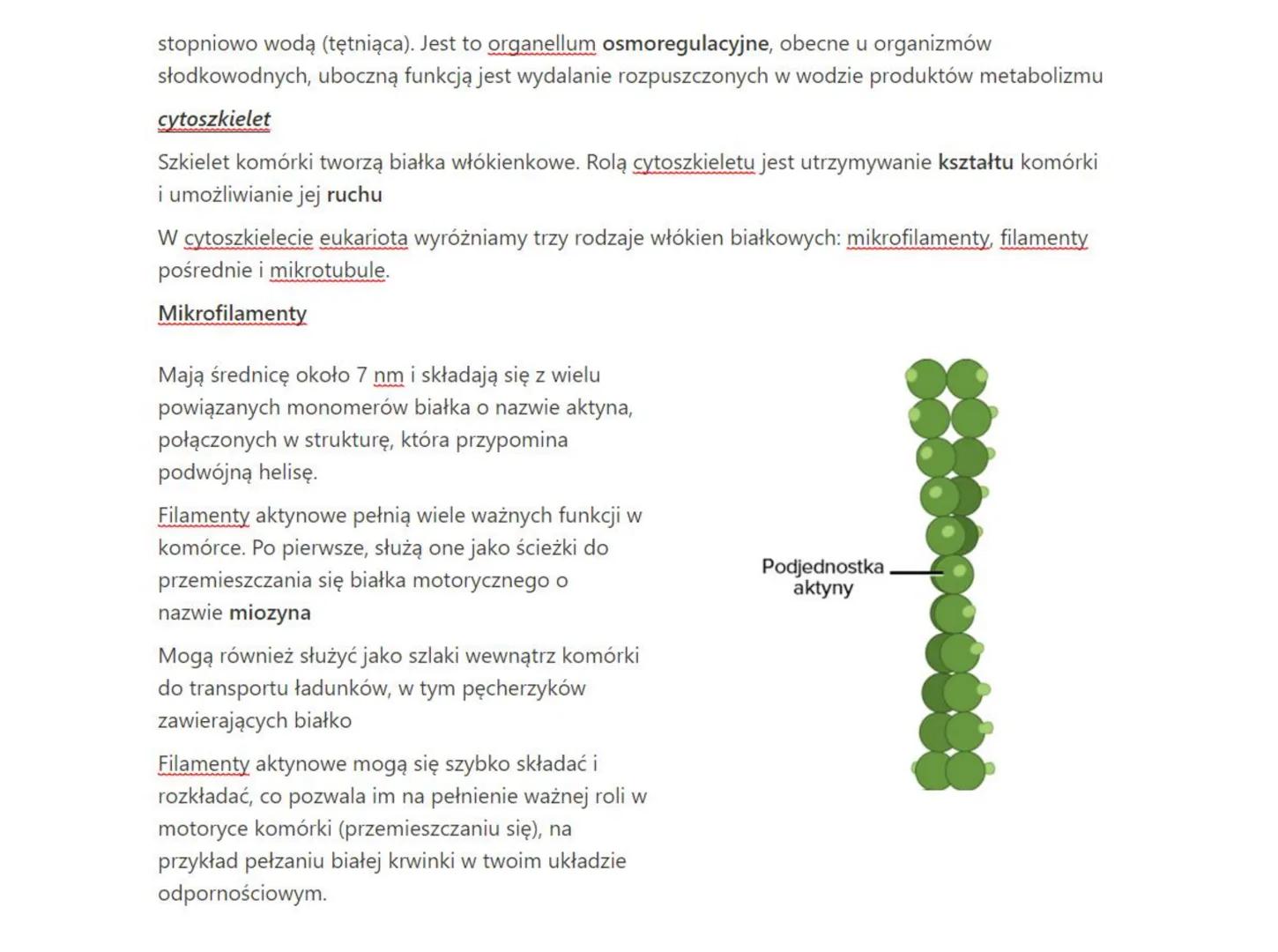 # wakuola - jej znaczenie

Komórki roślinne różnią się od zwierzęcych, zamiast lizosomów posiadają podobne organella zwane
wakuolami (wodnic