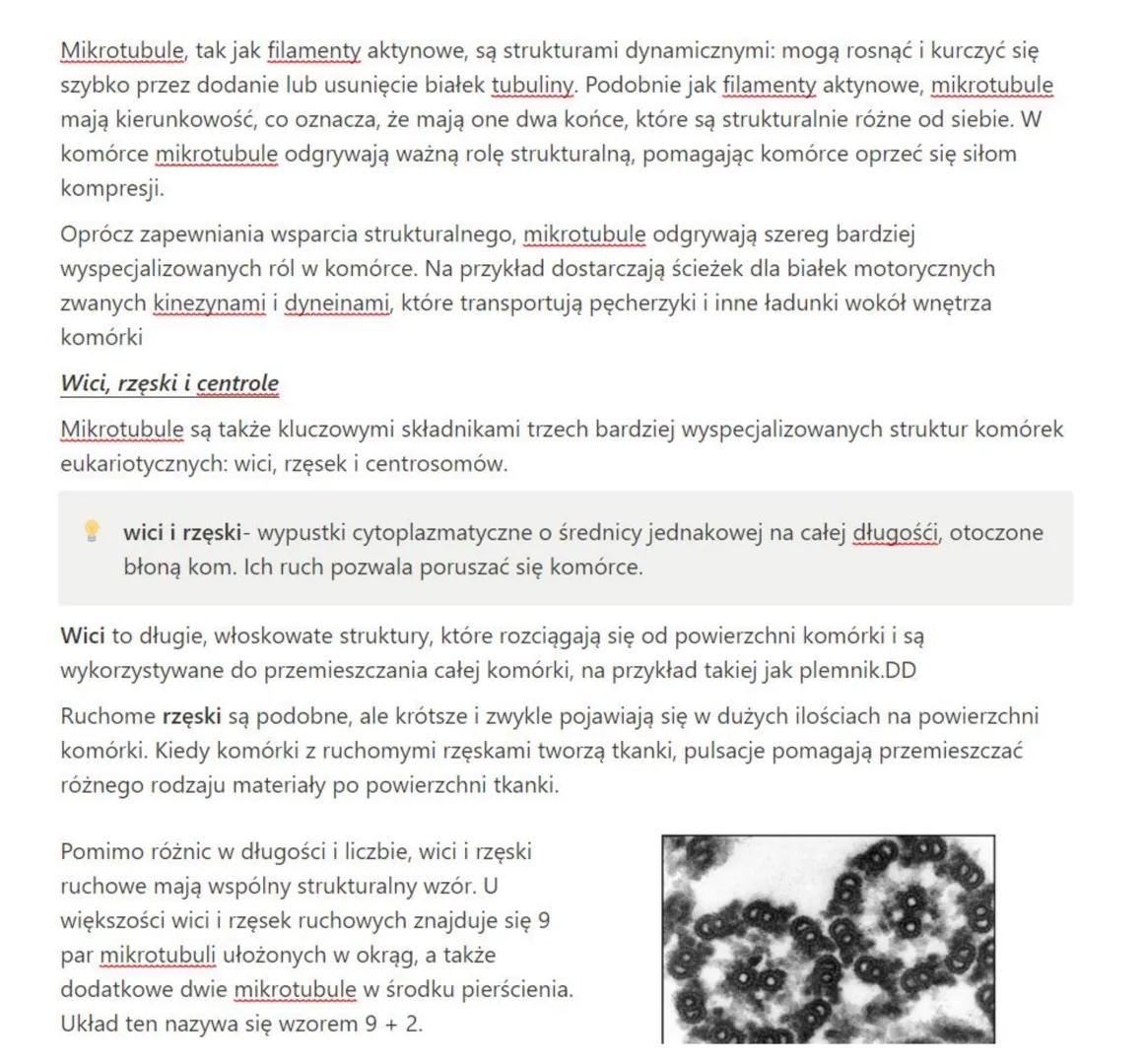 # wakuola - jej znaczenie

Komórki roślinne różnią się od zwierzęcych, zamiast lizosomów posiadają podobne organella zwane
wakuolami (wodnic