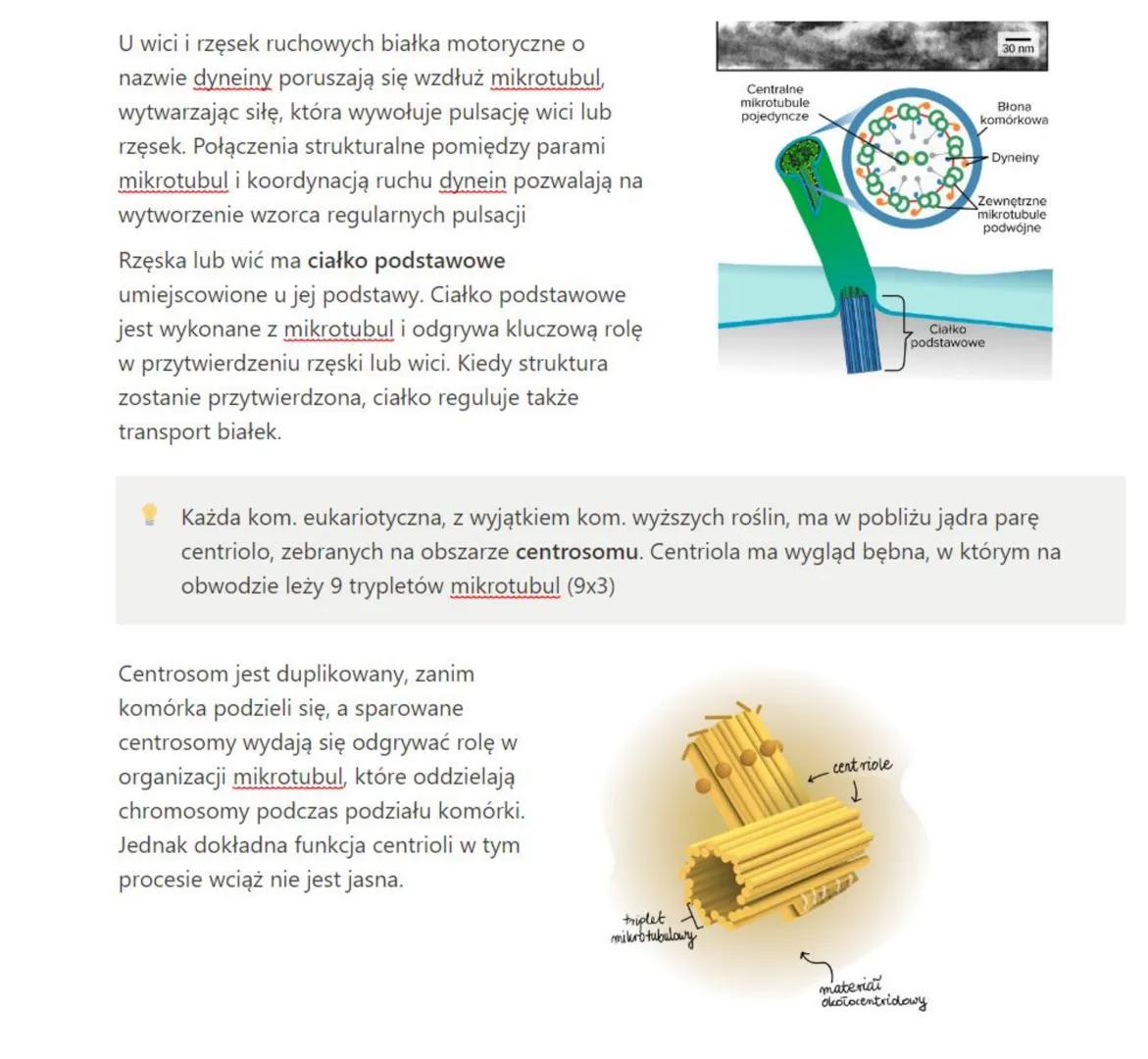 # wakuola - jej znaczenie

Komórki roślinne różnią się od zwierzęcych, zamiast lizosomów posiadają podobne organella zwane
wakuolami (wodnic