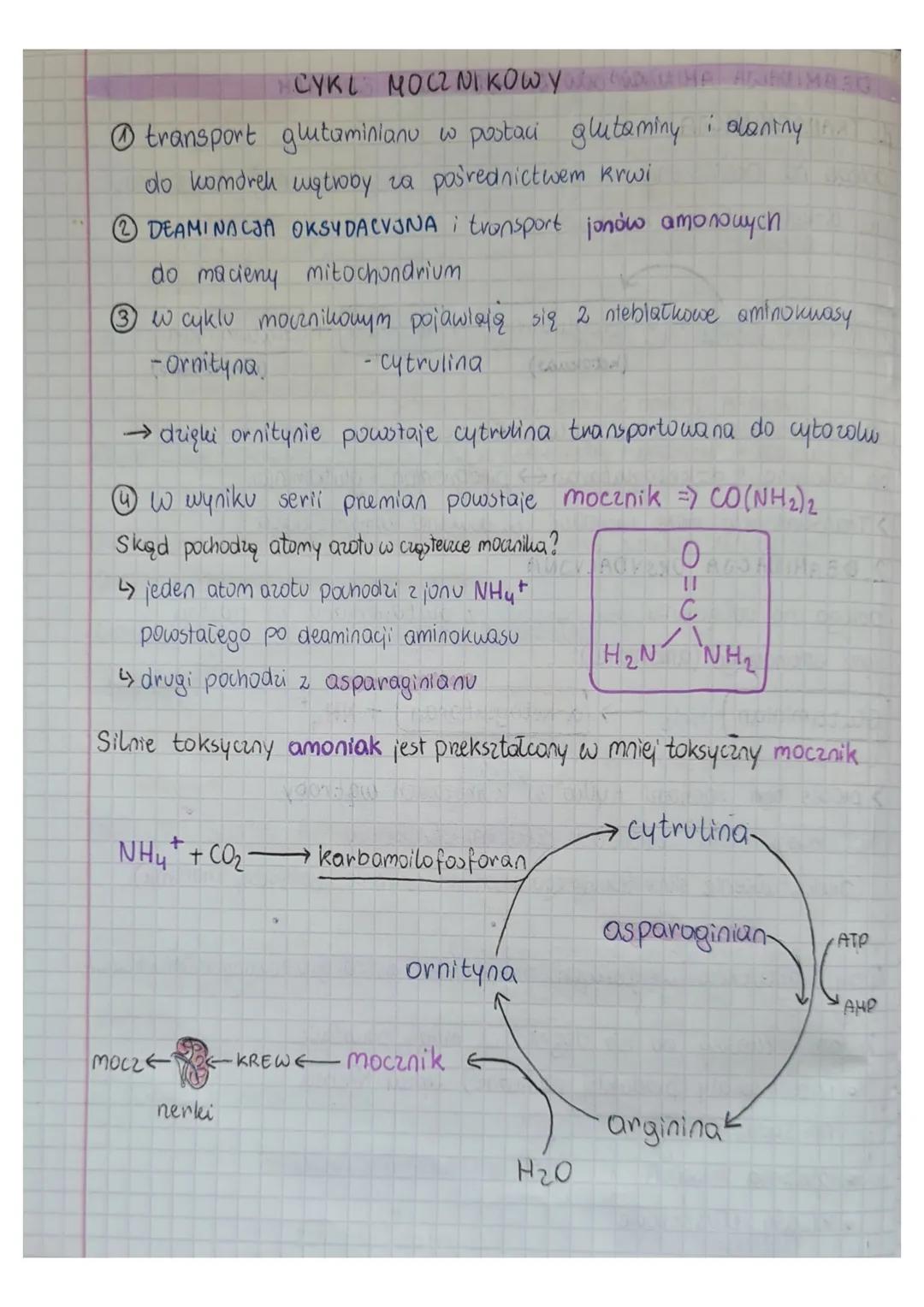 CYKL MOCZNIKOWY
① transport glutaminianu w postaci glutaminy i alaniny
do komórek wątroby za pośrednictwem krwi
② DEAMINACJA OKSYDACYJNA i t