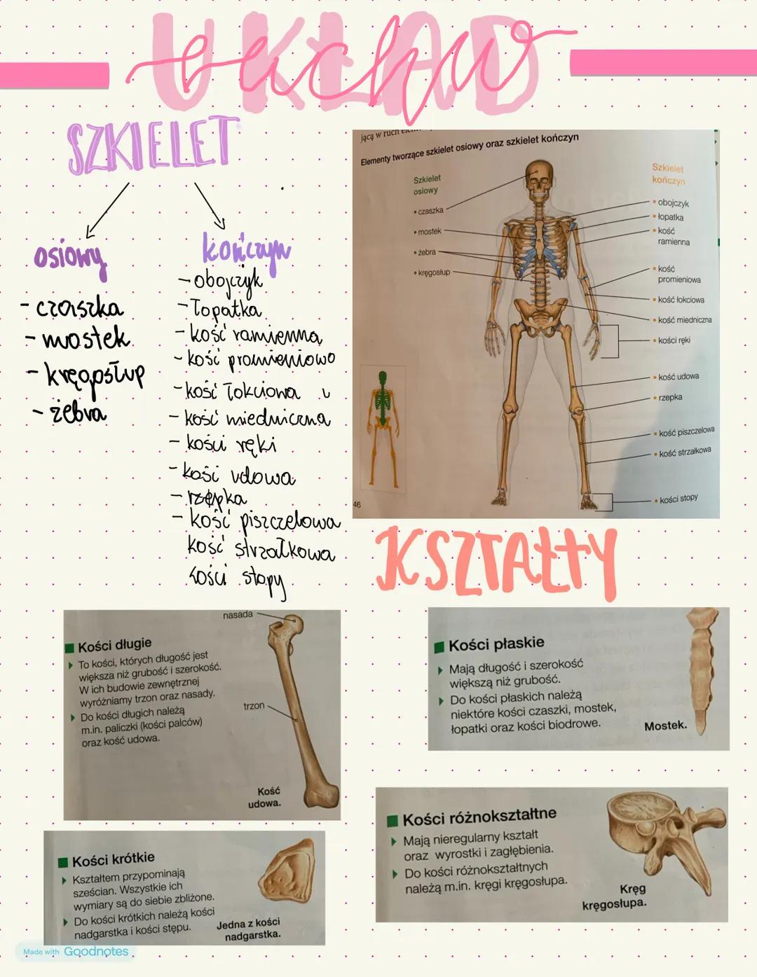 G KC AW
SZKIELET
✓
osiowy
-czaszka
- mostek.
- żebva
констут
-obojczyk
-Topatka.
-kość ramienna
~kość promieniowo
-kręgosłup -kość Tokuona u