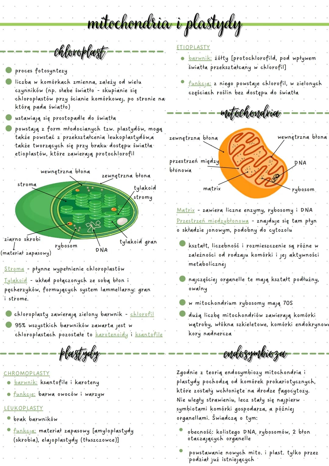 chloroplast
proces fotosyntezy
liczba w komórkach zmienna, zależy od wielu
czynników (np. słabe światło - skupianie się
chloroplastów przy ś