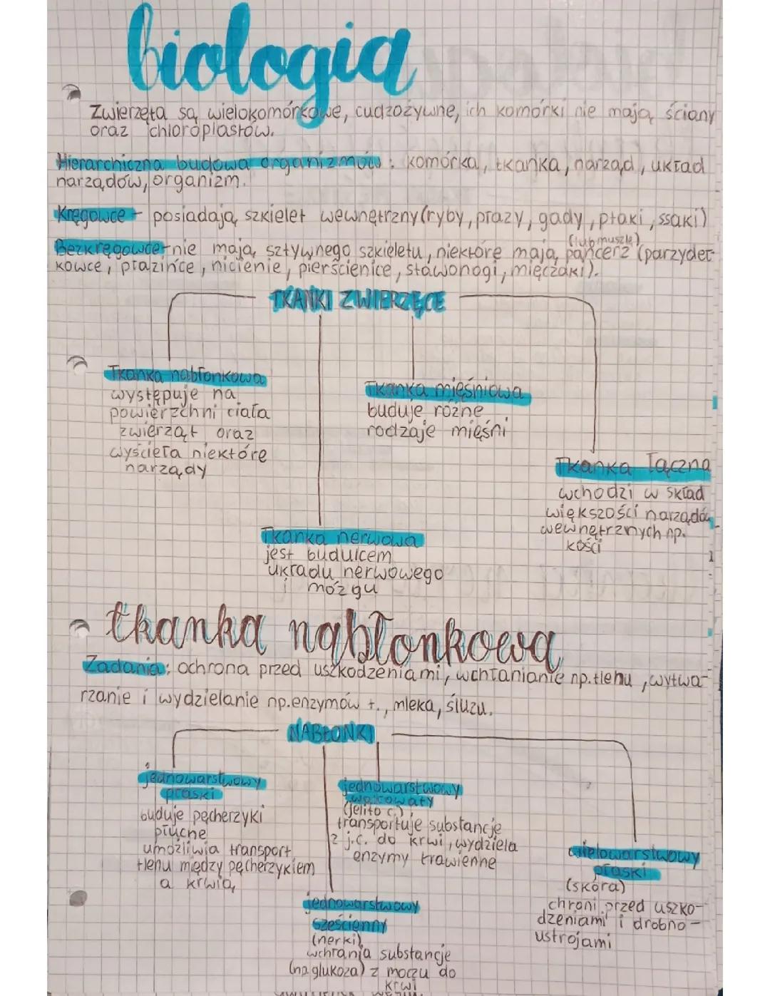 Tkanki zwierzęce - Notatka z Biologii dla Klasy 6