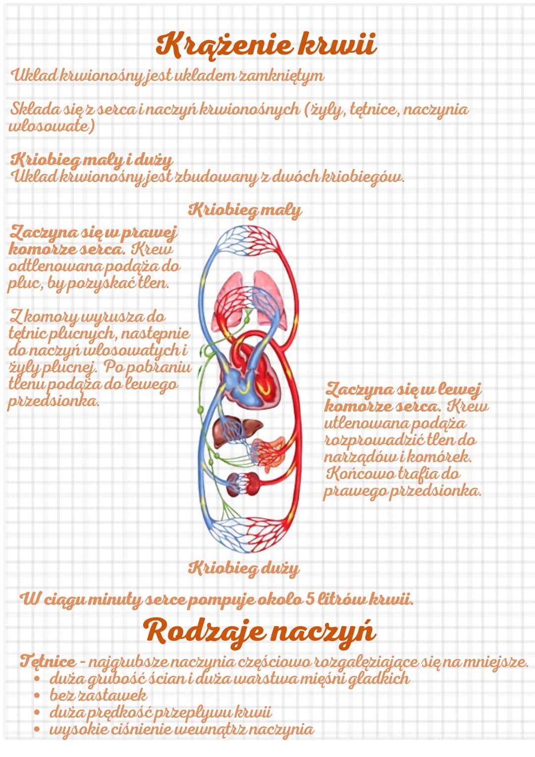 Krążenie krwii
Uklad krwionośny jest ukladem zamkniętym
Sklada się z serca i naczyń krwionośnych (żyly, tętnice, naczynia
wlosowate)
Kriobie