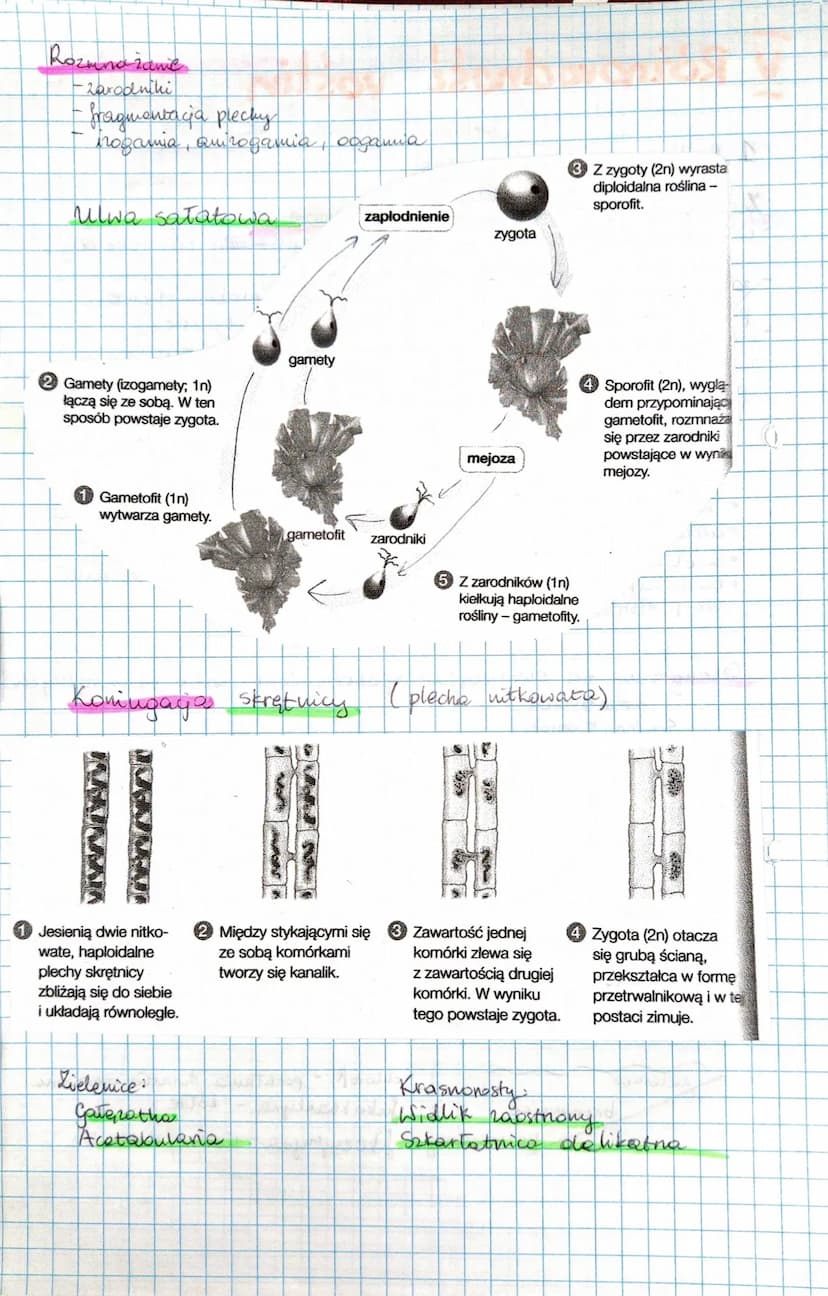 f
✓ Relvadite vestin
1. Rosling pierwotnie wodne
Zielenice
-chlorofile, karotenoidy
- jednohom., kolonijne lub
wielohom.
-matemal ropa sony:
