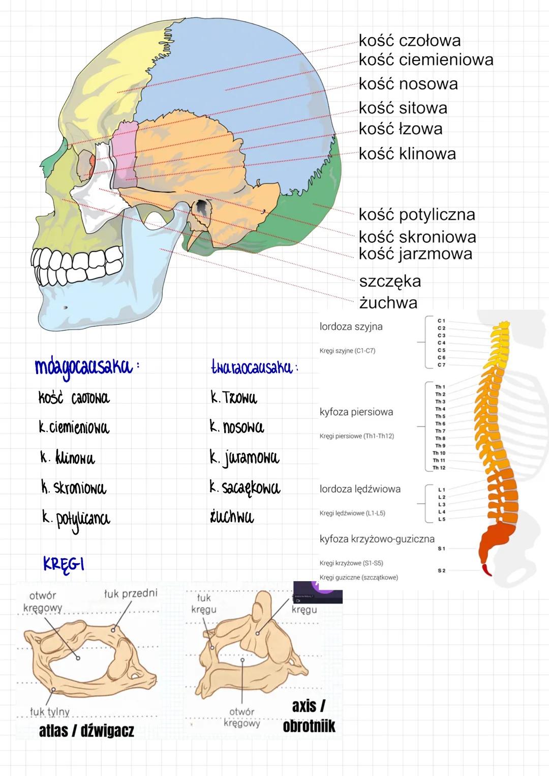 Układ ruchu
CZĘŚĆ BIERNA →> Szkielet
L> Ochrona nuraydów wewn.
L> f. magazynująca - sole mineralne - sole wapnia i fosforu
L> rusztowanie ci