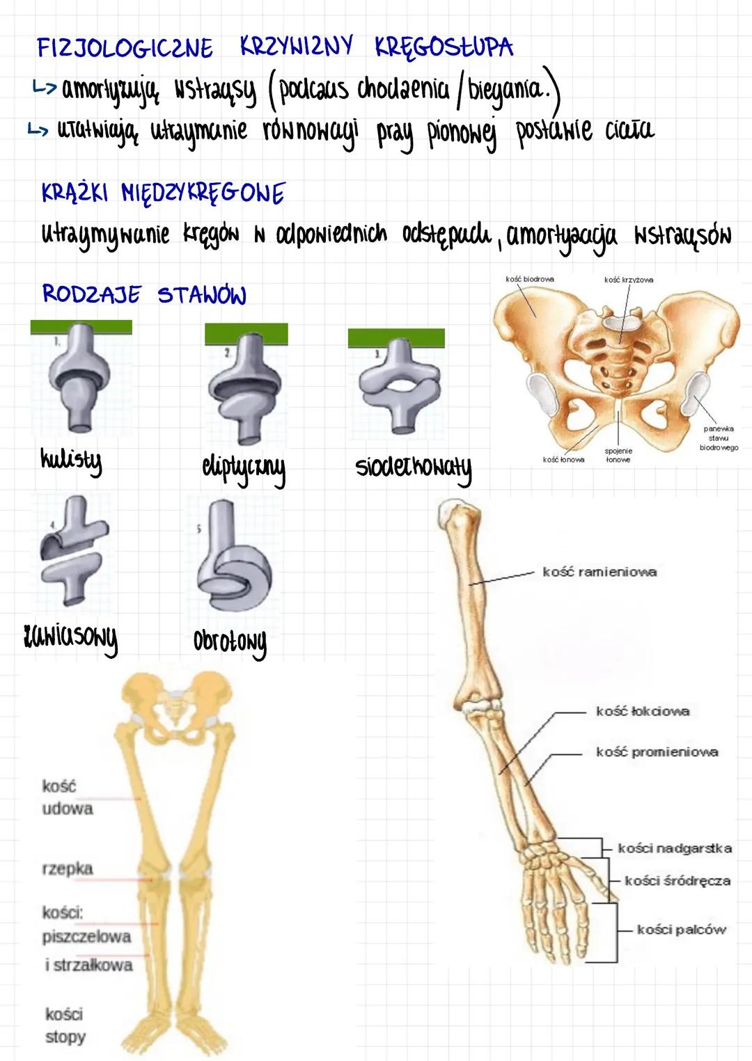 Układ ruchu
CZĘŚĆ BIERNA →> Szkielet
L> Ochrona nuraydów wewn.
L> f. magazynująca - sole mineralne - sole wapnia i fosforu
L> rusztowanie ci