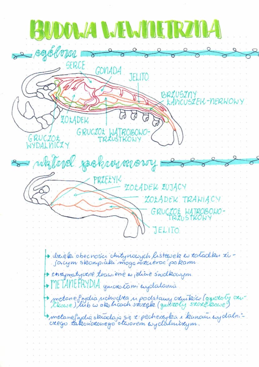 showupicals
και παρα
kudowa ogólna
116
GLOWOTULOW
ODWŁOK
ODNOZA
SZCZĘKONOZA
TUŁOWIONE
• DWIE pary czucków, odnoza gębowe, para zuwaczek i dw