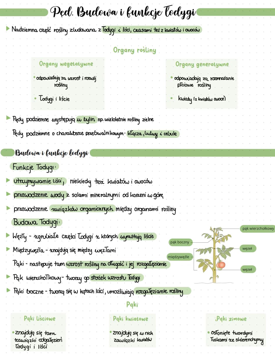 Ped. Budowa i funkcje łodygi
Nadziemna część rośliny zbudowana z łodygi i liści, czasami też z kwiatów i owoców
Organy rośliny
Organy wegeta