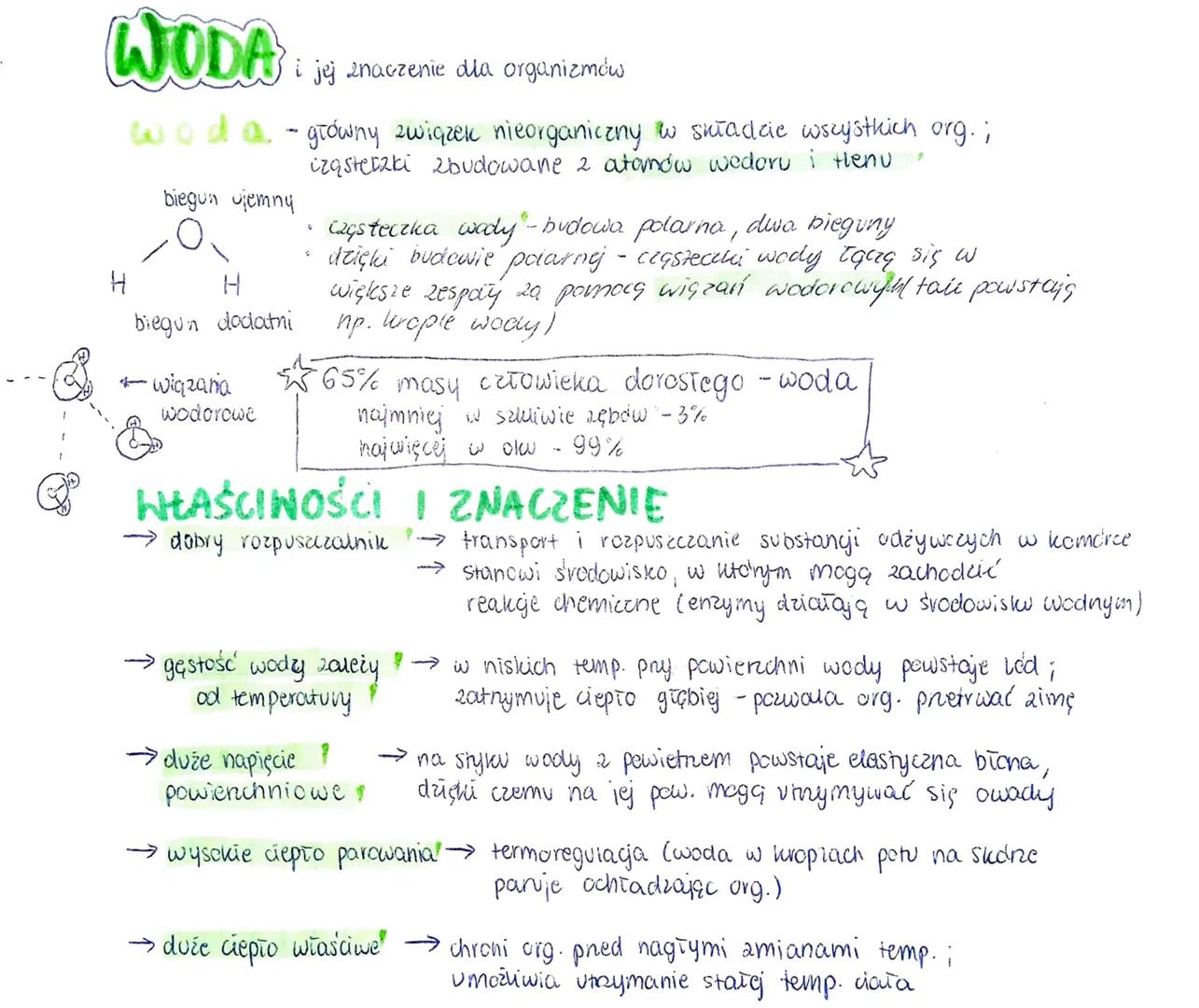 WODA
i jej znaczenie dla organizmów
woda - główny związek nieorganiczny w składzie wszystkich org.;
iząsteczki zbudowane 2 atanów wedoru i t