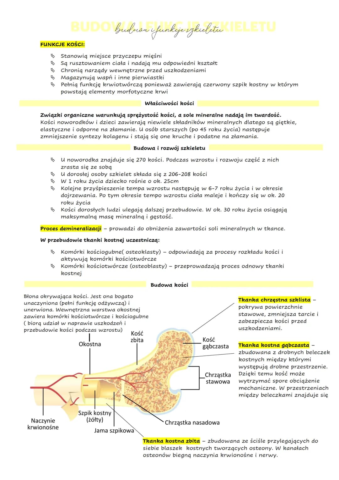 FUNKCJE KOŚCI:
BUDO Budron i funkcje szkieletu TELETU
Magazynują wapń i inne pierwiastki
Pełnią funkcję krwiotwórczą ponieważ zawierają czer