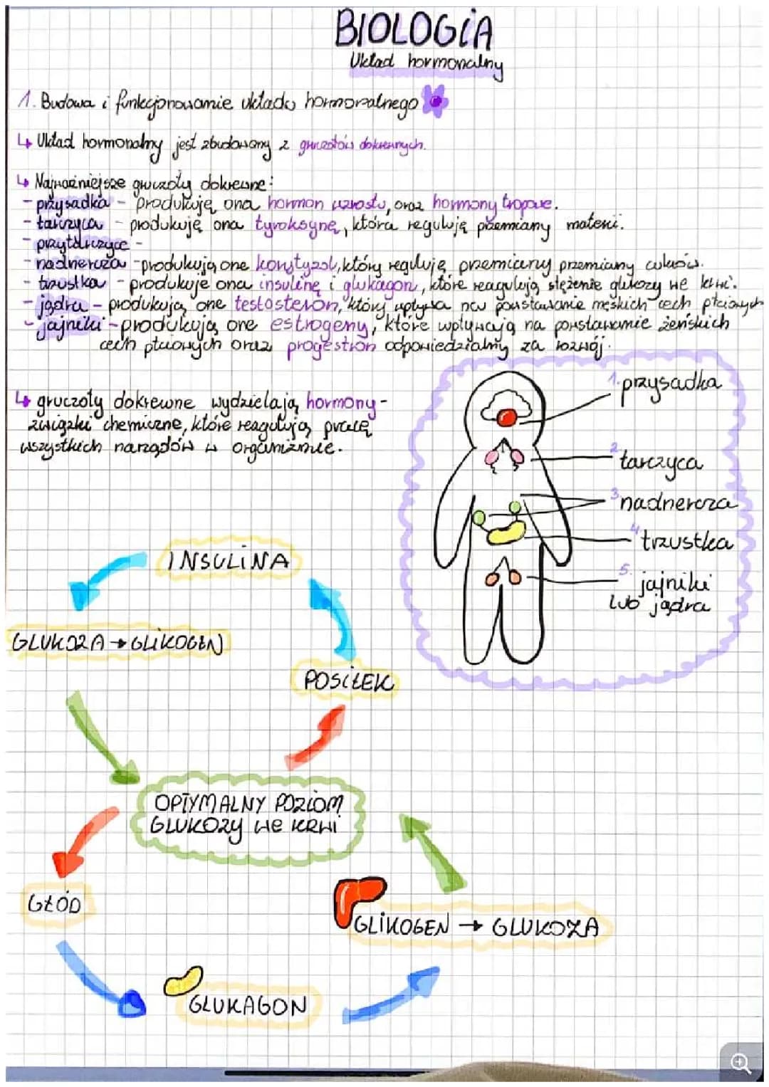 Układ hormonalny