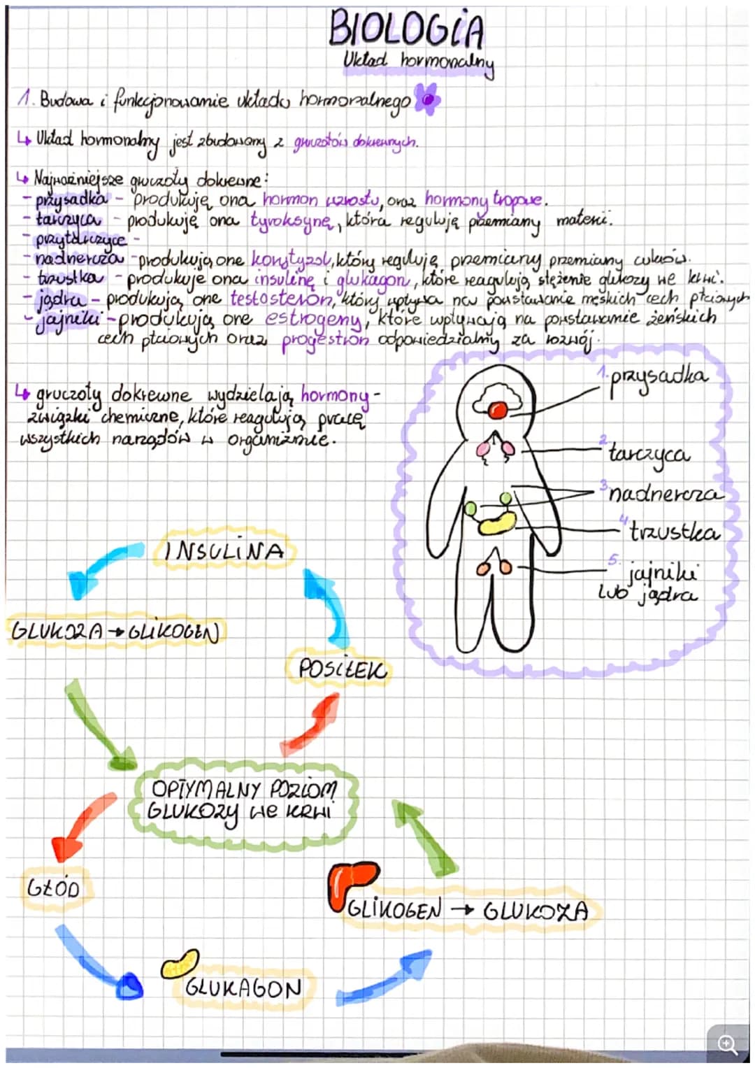 1. Budowa i funkcjonowanie uktado hormonalnego
4 Uklad hormonalny jest zbudowany z gruzotów dokrewnych.
↳ Najważniejsze gwizoly dokrewne:
-p