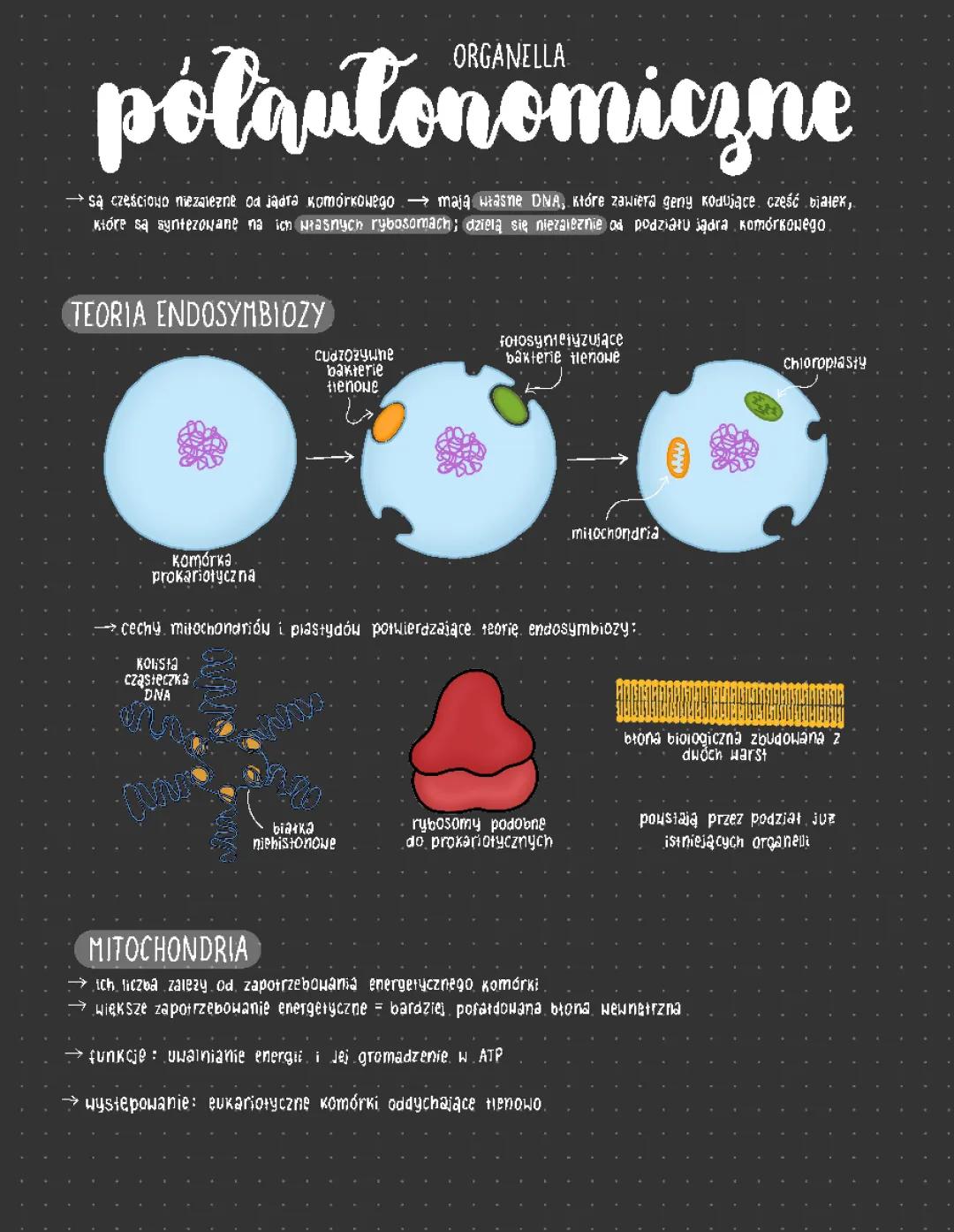Organella Półautonomiczne – Biologia dla Klasy 1 Liceum i Technikum