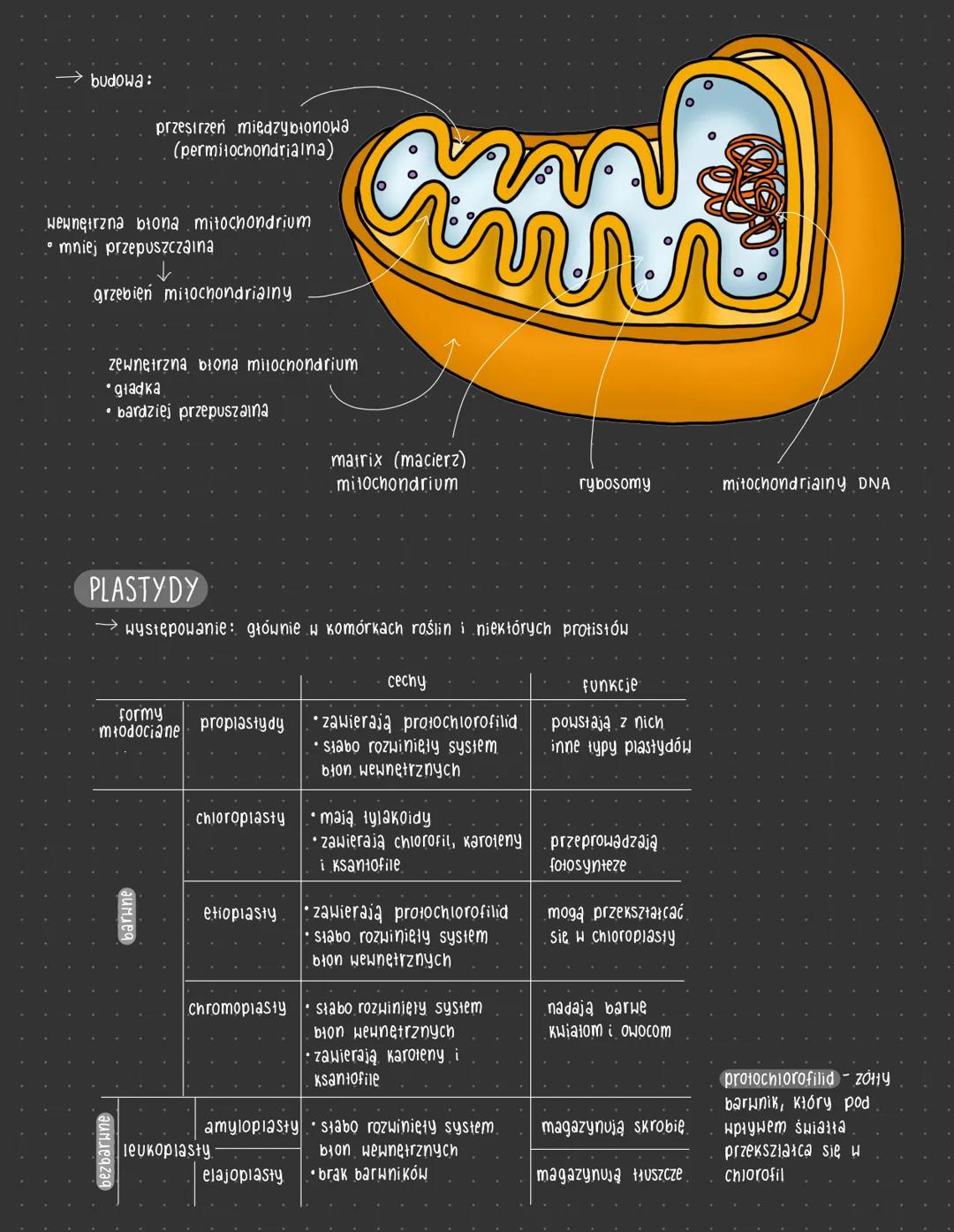 ORGANELLA
półautonomiczne
są częściowo niezalezne od jądra komórkowego mają własne DNA, które zawiera geny Kodujące część białek,.
które są 