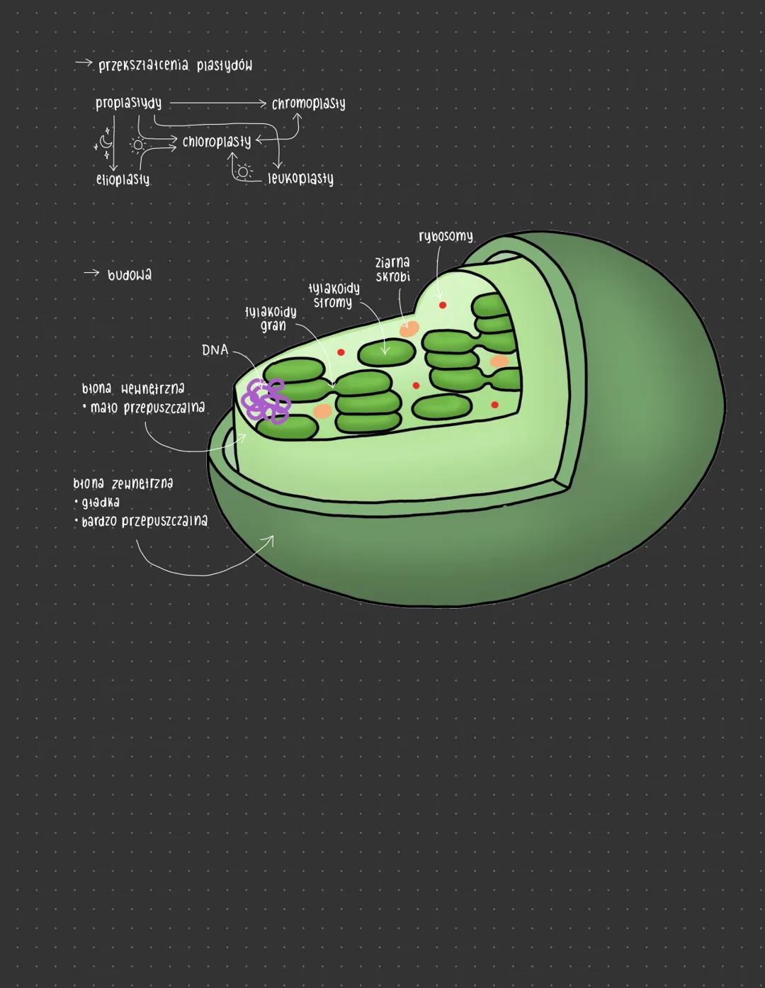 ORGANELLA
półautonomiczne
są częściowo niezalezne od jądra komórkowego mają własne DNA, które zawiera geny Kodujące część białek,.
które są 
