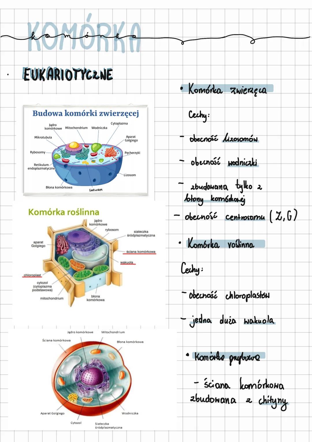 # KOMÓRKA

* EUKARIOTYCZNE

Budowa komórki zwierzęcej

Jądro
komórkowe Mitochondrium Wodniczka

Mikrotubula

Rybosomy

Retikulum
endoplazmat