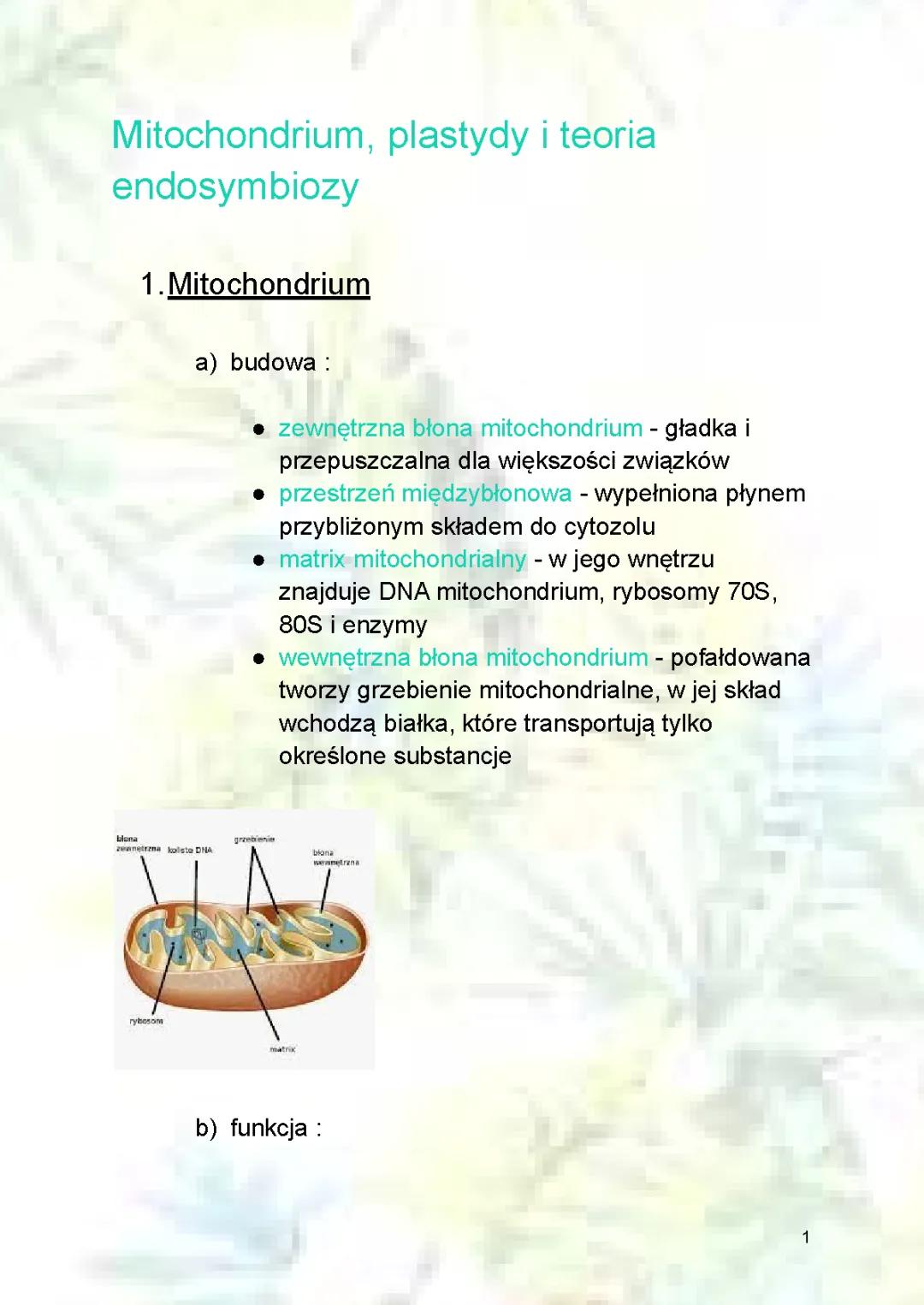 Co to jest mitochondrium i plastydy? Budowa i funkcje