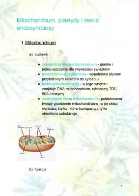 Know Mitochondria i plastydy thumbnail