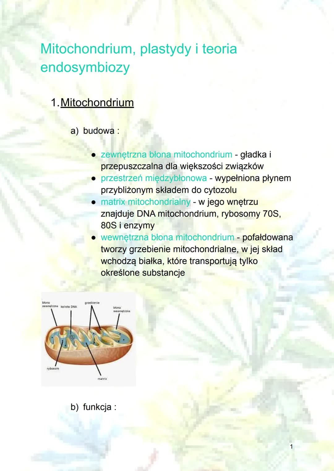 Mitochondrium, plastydy i teoria
endosymbiozy
1. Mitochondrium
a) budowa:
blona
zewnętrzna koliste DNA
rybosom
zewnętrzna błona mitochondriu